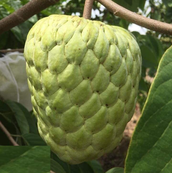 (XẢ KHO CÓ QUÀ) Cây NA KHÔNG HẠT THÁI LAN, cây giống chuẩn, quả cực to, ngon ngọt, giá trị kinh tế cao + Tặng kèm túi phân trùn quế