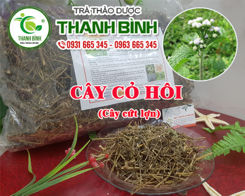 Cây Cứt Lợn ( Cây Cỏ Hôi ) Khô 1KG - Thảo Dược Thanh Bình