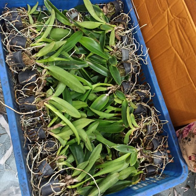 [HCM]Combo 4 Mã lan Cattleya Nhập Thái Lan