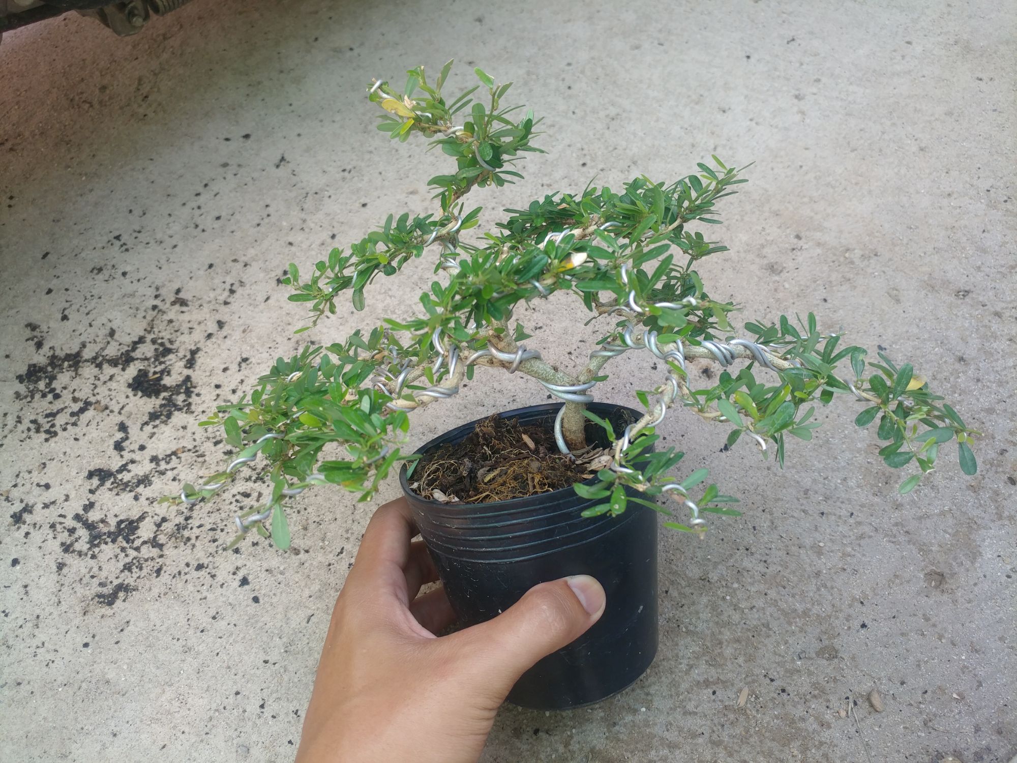 Linh sam 86 mini THẾ BONSAI CỰC ĐẸP