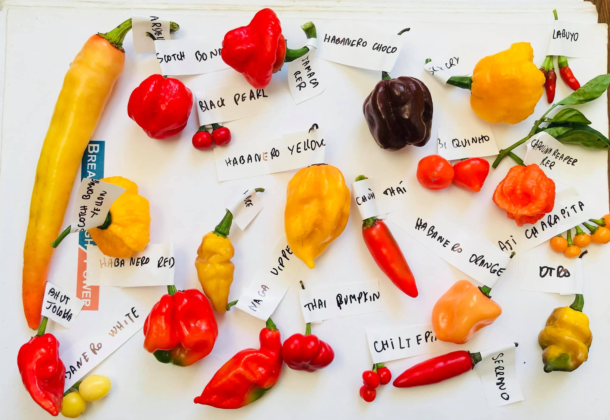 Hạt ớt giống - Bhut Jolokia Red (Ghost Red) (5 hạt)