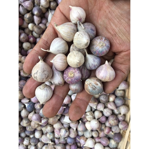 tỏi cô đơn 1 kg giá rẻ