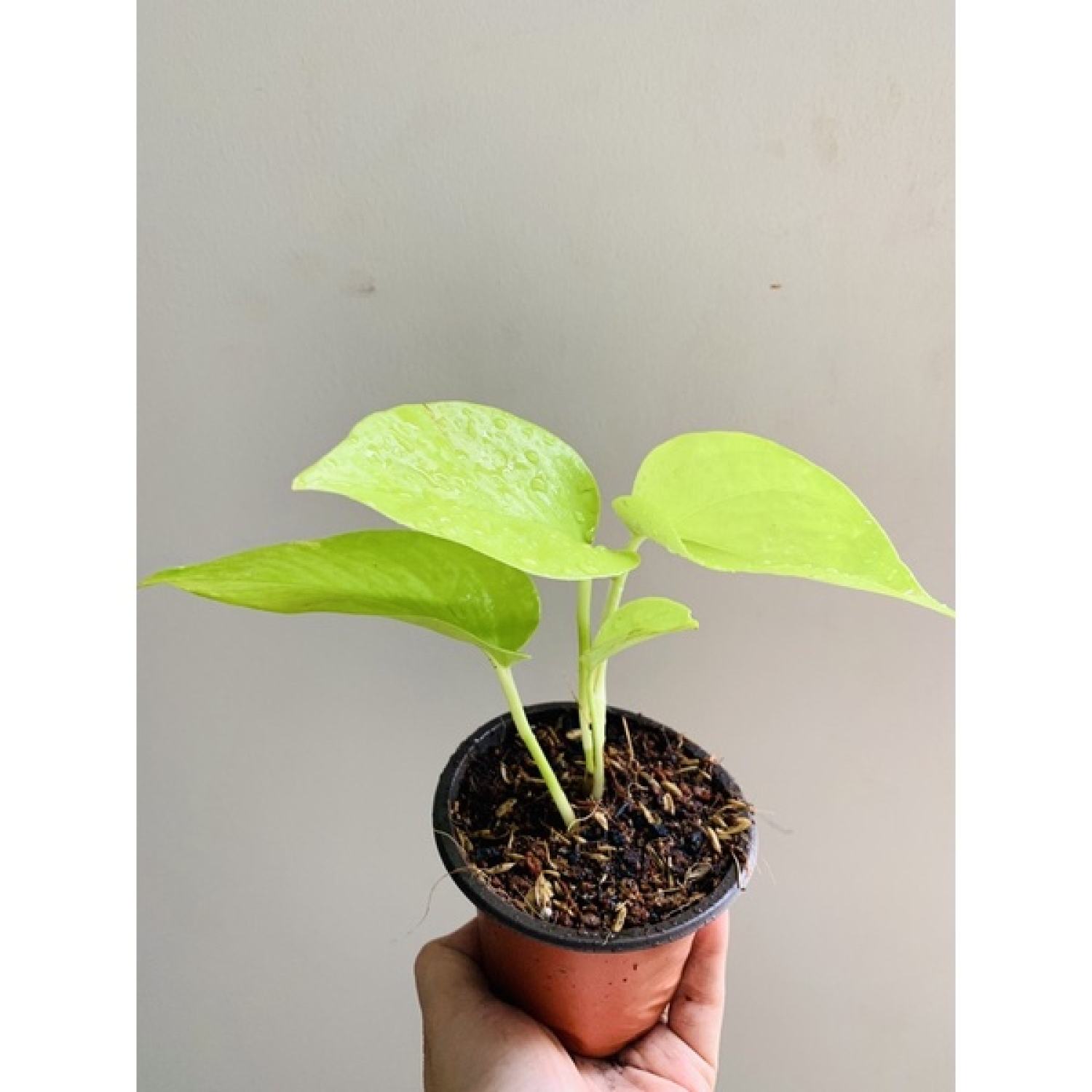 Trầu bà thái vàng (trồng thuỷ sinh được)
