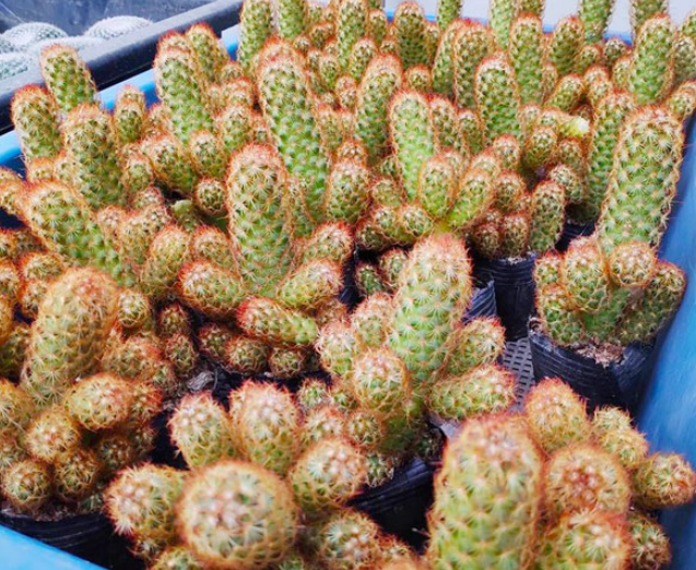 Cây Xương rồng mắc áo