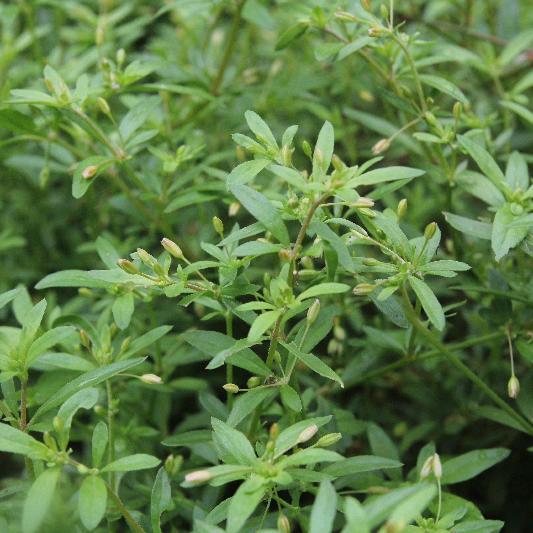 Hạt giống rau đắng đất - (Gói 0.1gram)