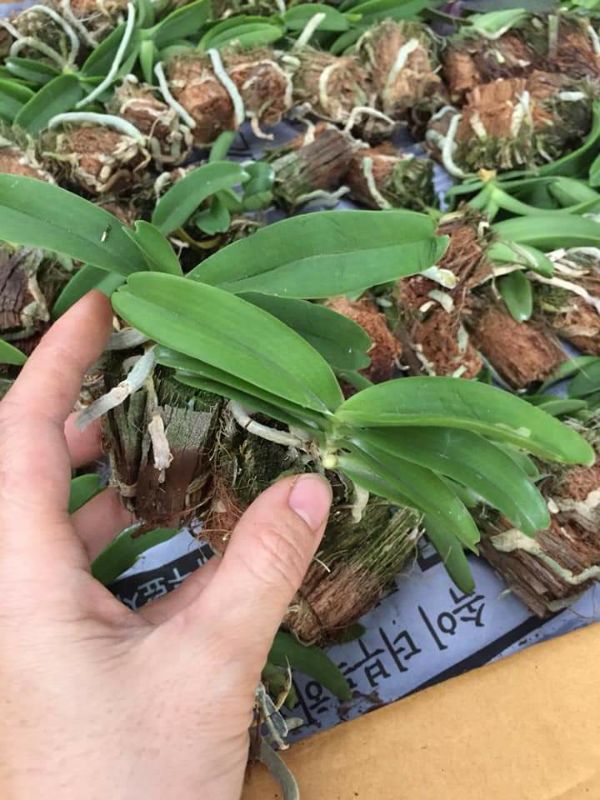 combo 5 cây hoa phong lan đai châu giống