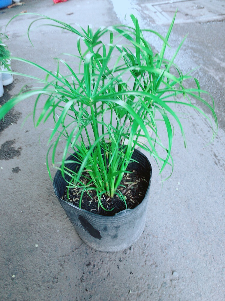 Cây Thuỷ Trúc