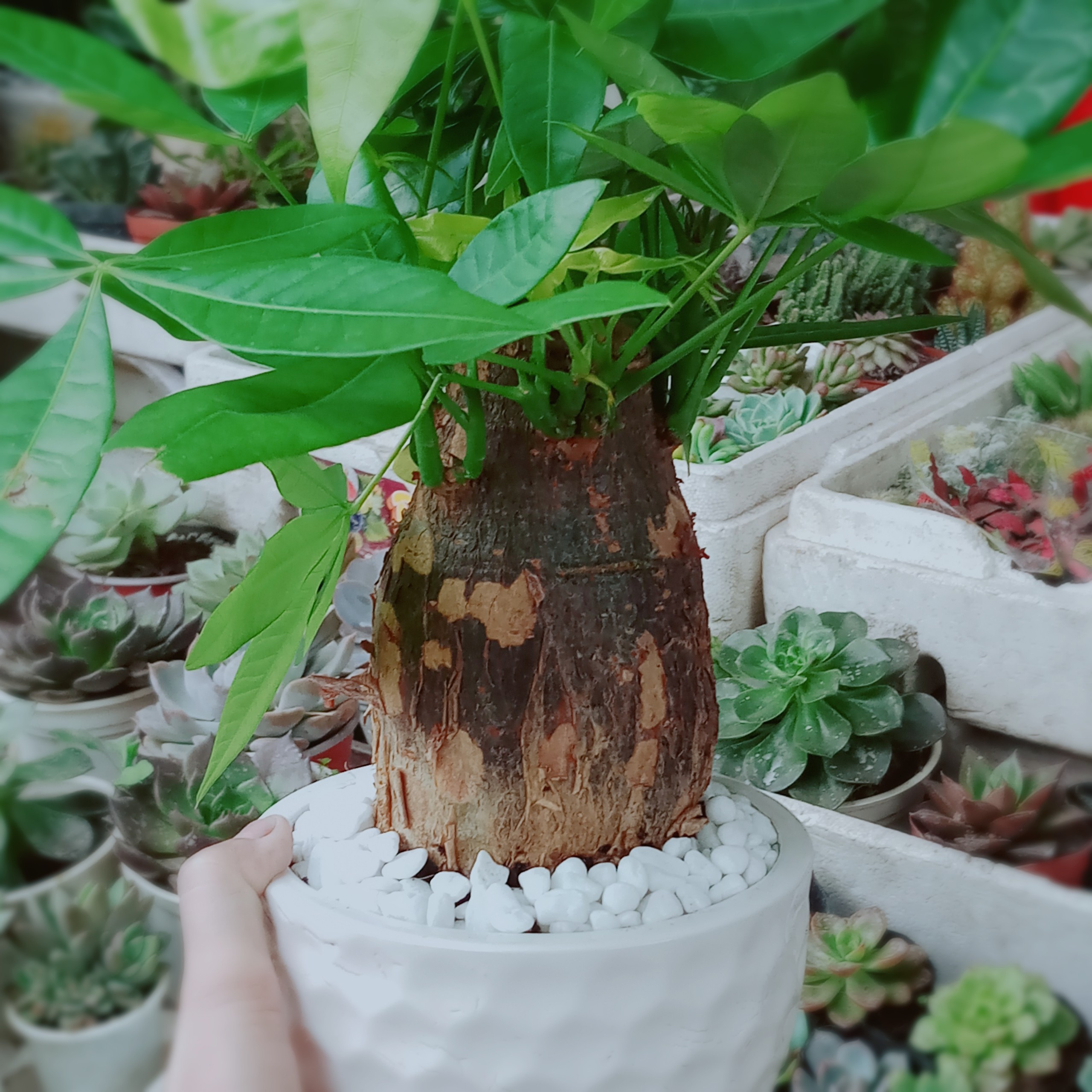 Cây Kim Ngân 1 Thân Lớn
