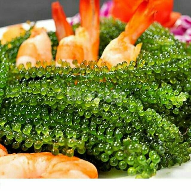 Rong nho tách nước Bảo Châu