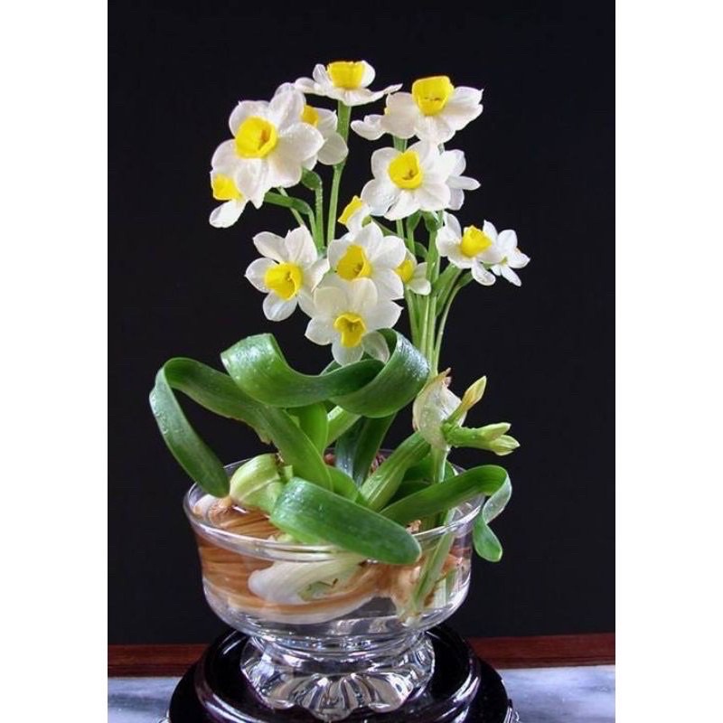 CỦ HOA THUỶ TIÊN NƯỚC....