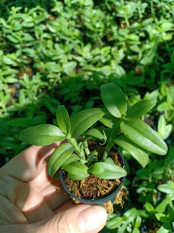Lan Phi Điệp 🍀FREESHIP🍀 5 Cánh Trắng Bạch Tuyết [ Cây Giống ]