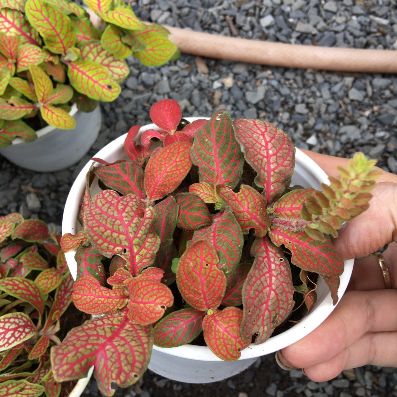 Chậu cây cỏ may mắn mang tài lộc cho gia chủ