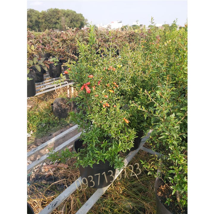 [HCM]cây lựu  lê  ( lựu kiểng ) -- cao từ 45-60 cm