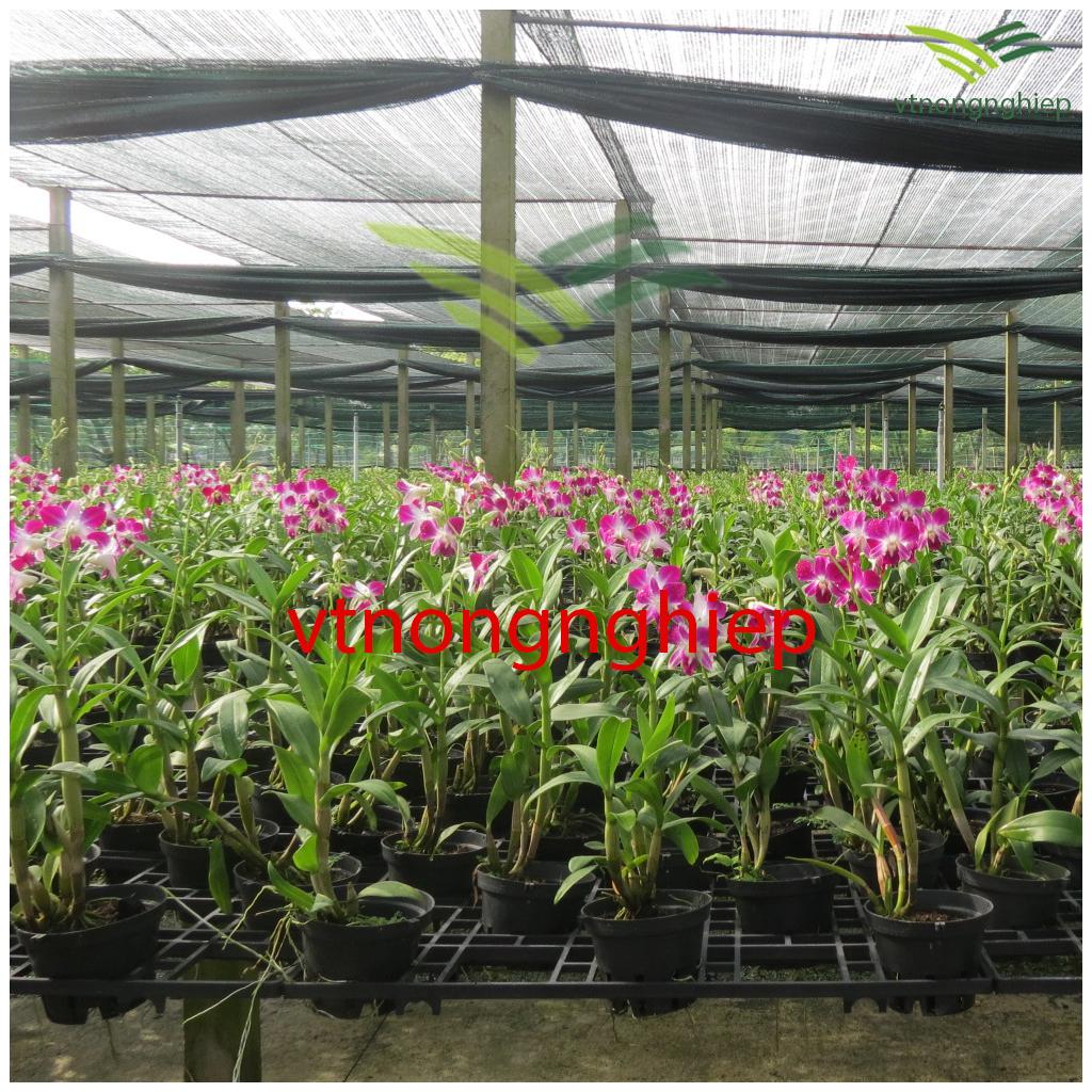 50 Chậu nhựa trồng Lan phi 18