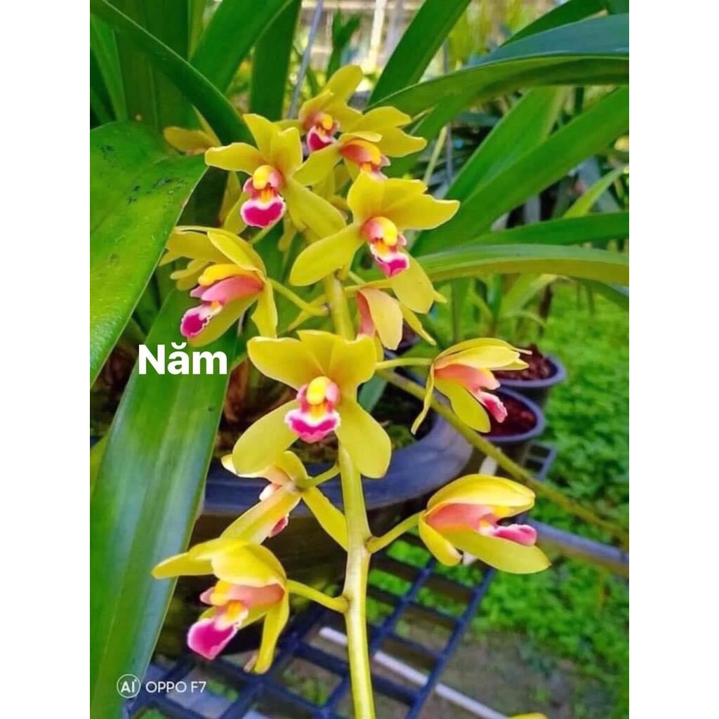 Hoa Lan kiếm Thái(1 cây) HOA TẾT