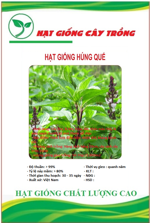 Hạt giống rau húng quế lá to - Gói 2gram