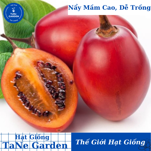 10h Hạt Giống Cà Chua Thân Gỗ Tamarillo Đỏ