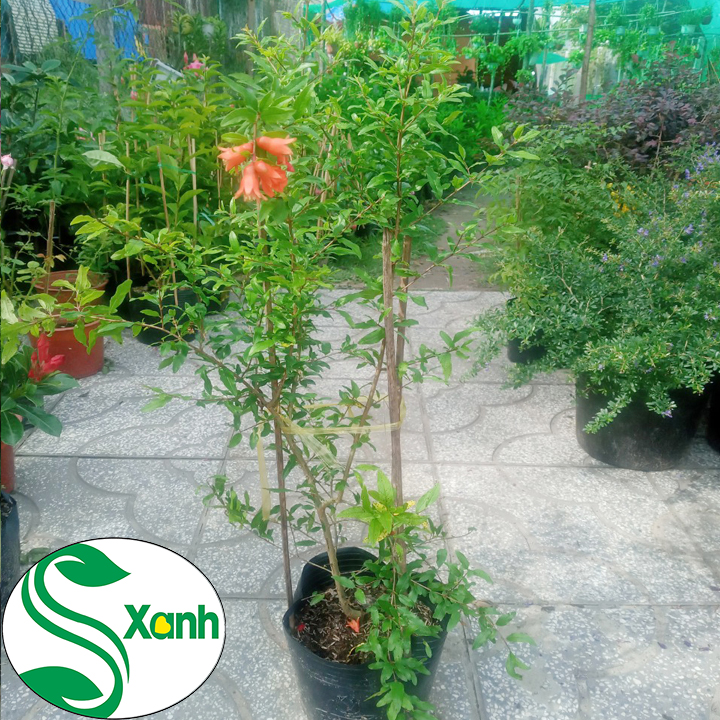 Cây Lựu Đỏ Sai Qủa