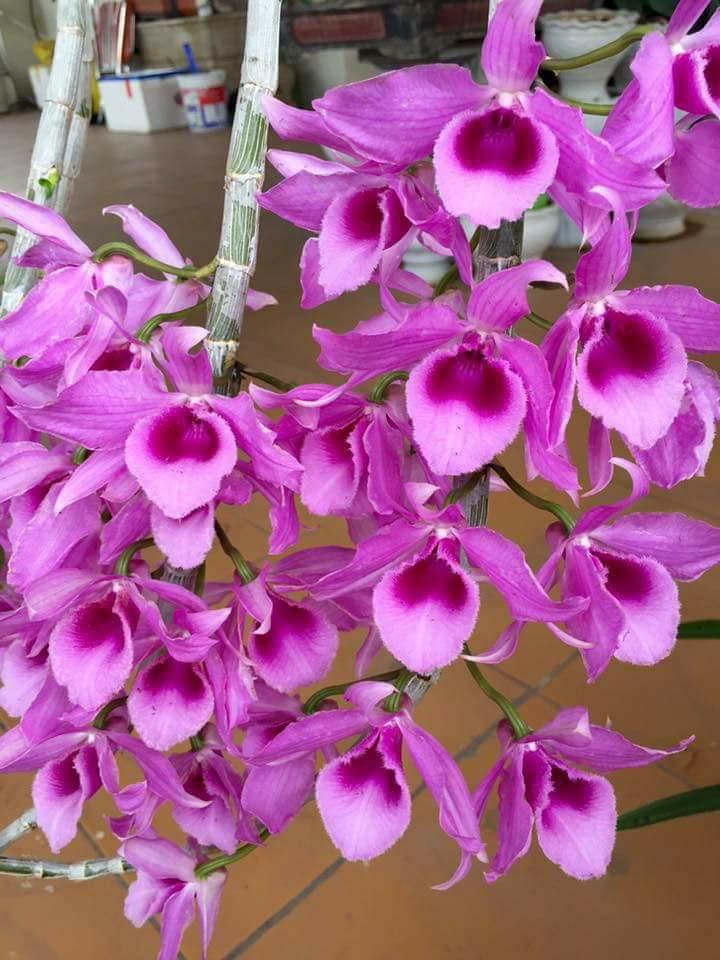 Trầm thanh củi - cây con năm 2