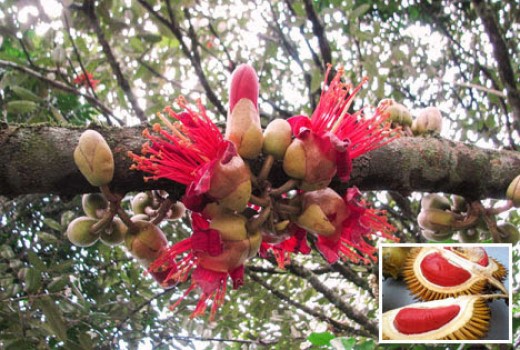 CÂY GIỐNG SẦU RIÊNG RUỘT ĐỎ