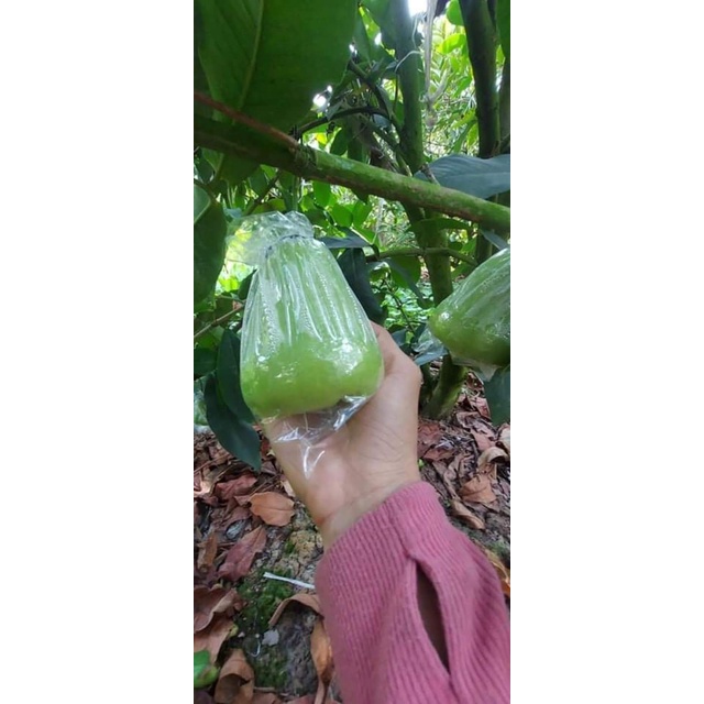 CÂY MẬN XANH TAM HOA (CÂY GHÉP SIÊU SỚM)