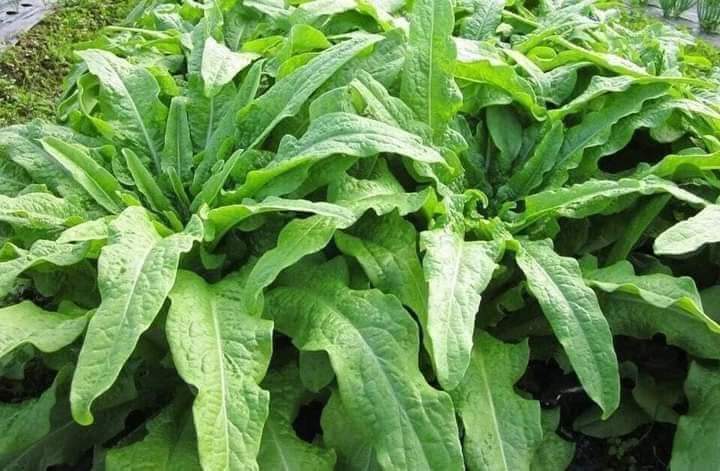 Hạt giống rau tiến vua