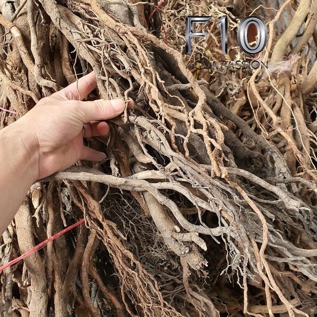 Lũa rễ rừng siêu nhẹ 200g lũa chuyên setup bể thuỷ sinh rất đẹp