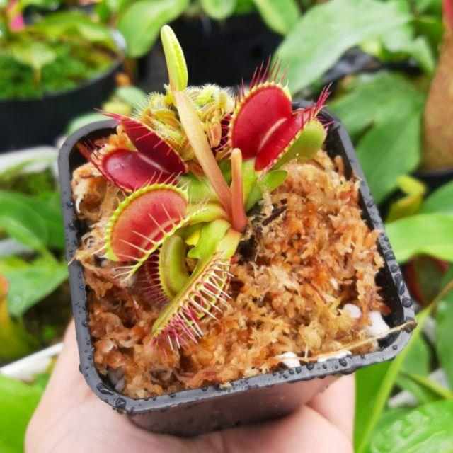 Cây bẫy kẹp cây bắt mồi cây bắt ruồi venus flytrap