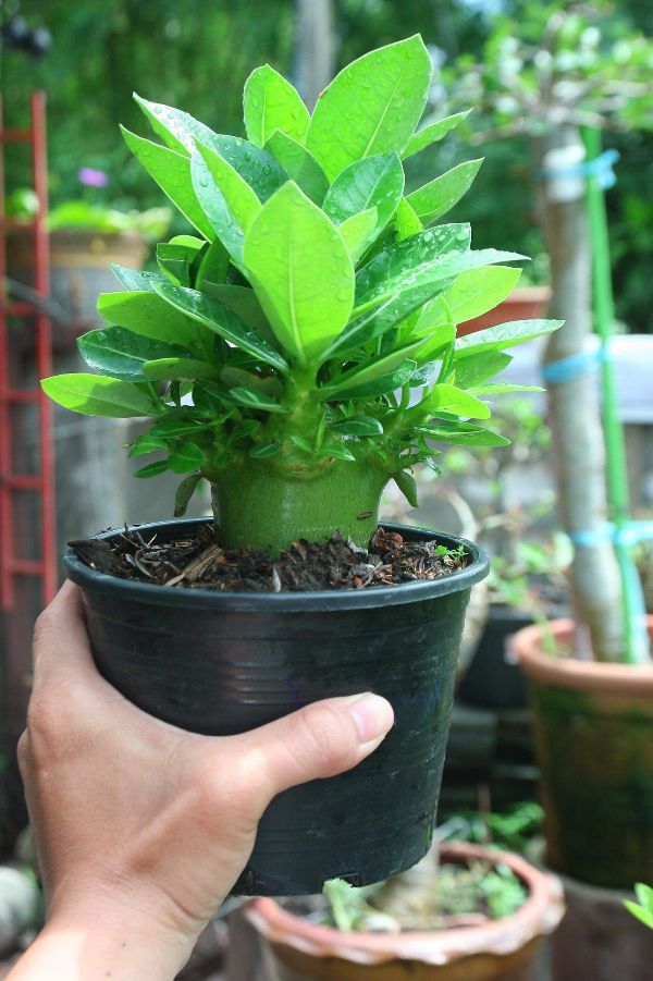 Gói 10 hạt hoa sứ kim tự tháp MKMK