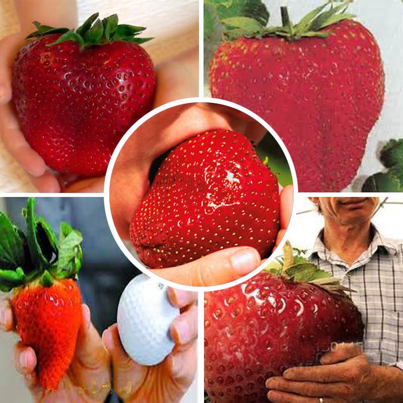 Giant strawberry seeds