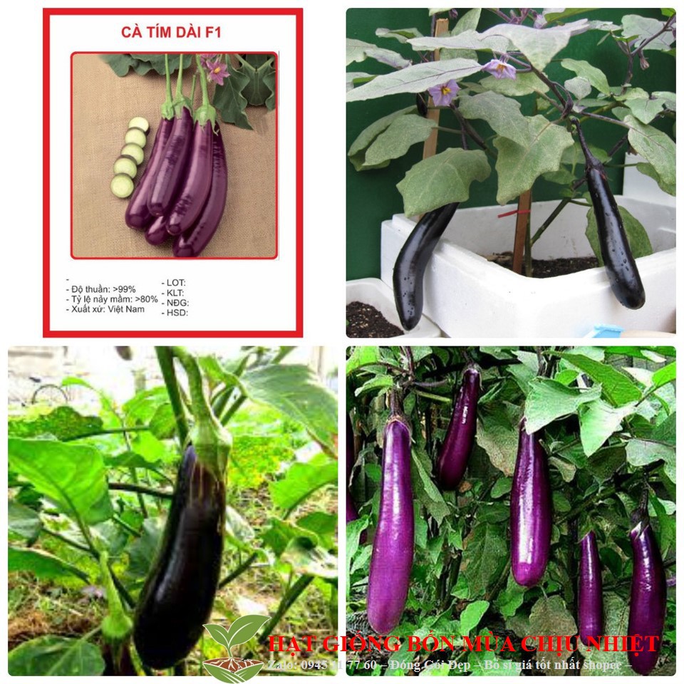 72A [GIÁ GỐC] Hạt giống Cà Tím Dài - 20 hạt