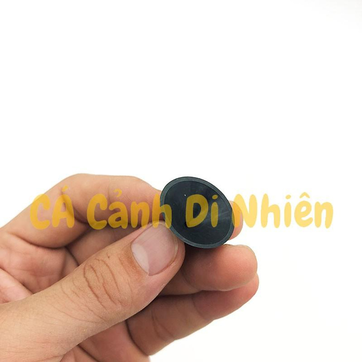 Hít kính GIỮ MÁY BƠM LỌC NƯỚC cho hồ cá cảnh