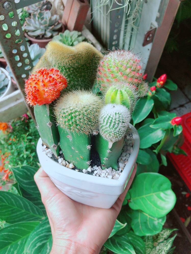 [HCM]Chậu Cây Xương Rồng Mix