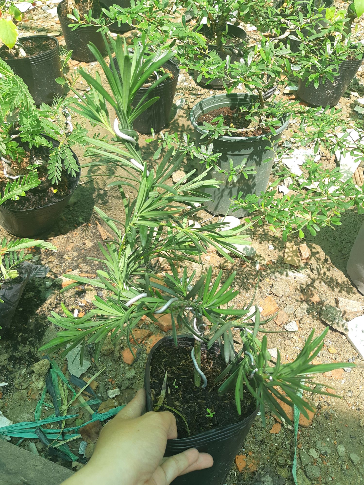 Tùng la hán bonsai mini