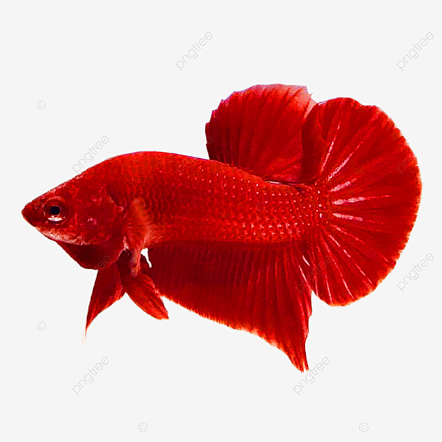 Betta Trống Super Red