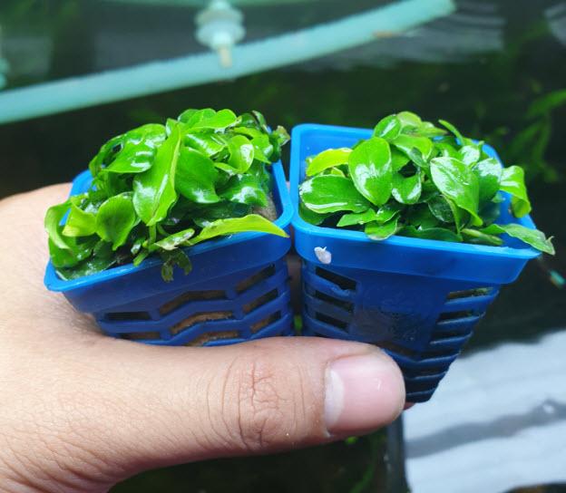 Cây Thủy Sinh Ráy Nana Lá Nhỏ
