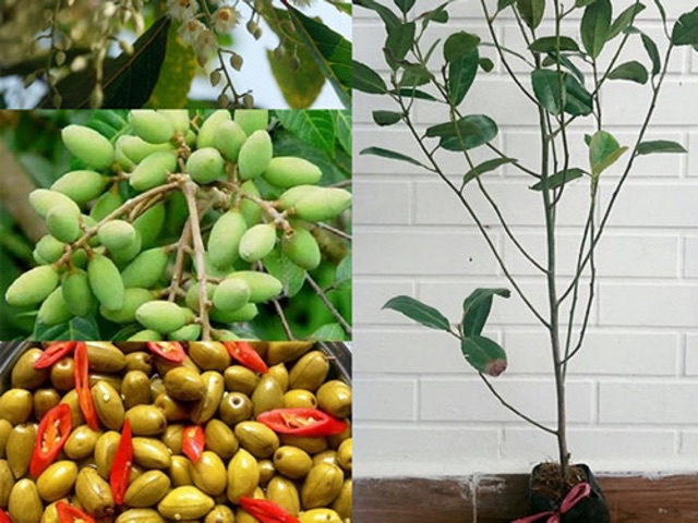 Cây cà na thái (cây chiết) siêu trái
