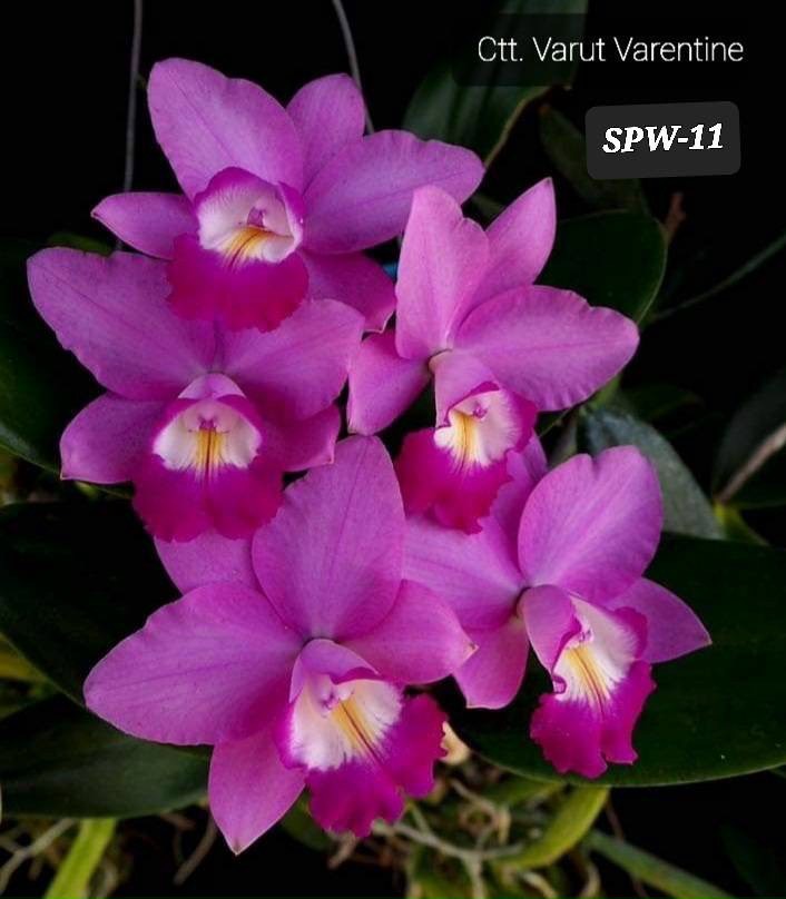HOA LAN CATT VARUT VALENTINE CÂY GIỐNG Cao 7-10Cm
