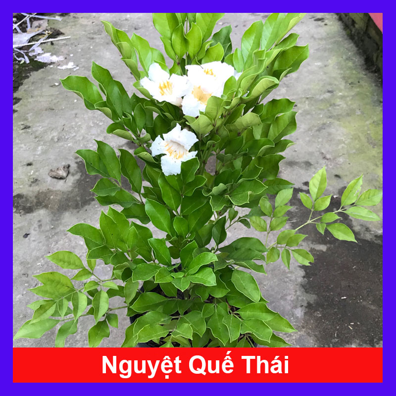 Cây Nguyệt Quế Thái - Cây cảnh sân vườn