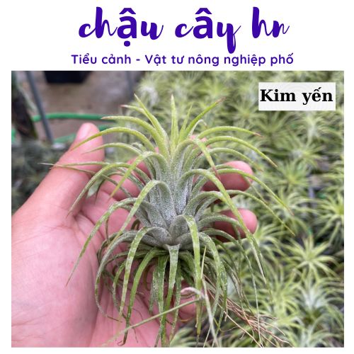 Cây không khí thạch thảo mini dễ trồng, trang trí ban công,trong nhà terrarium, tiểu cảnh