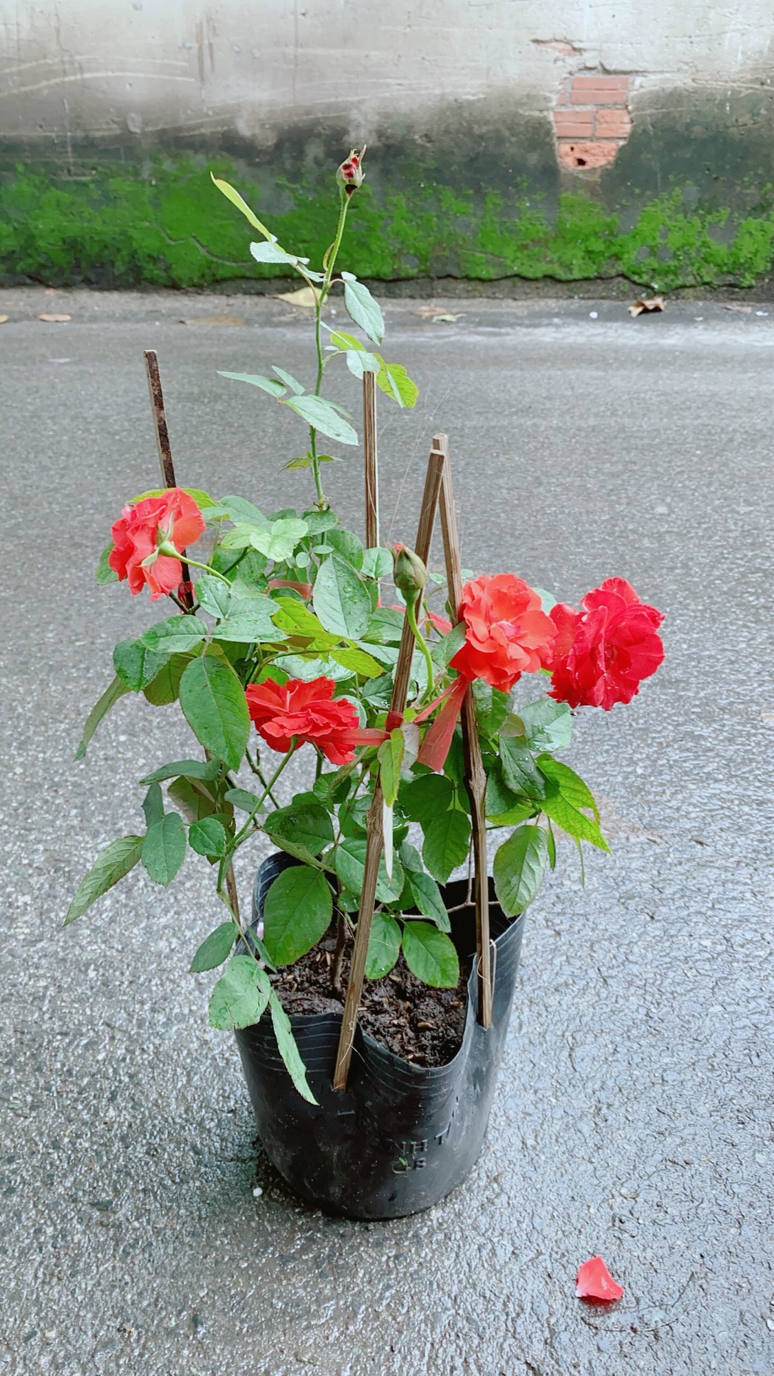 Hoa Hồng Lửa Màu Đỏ