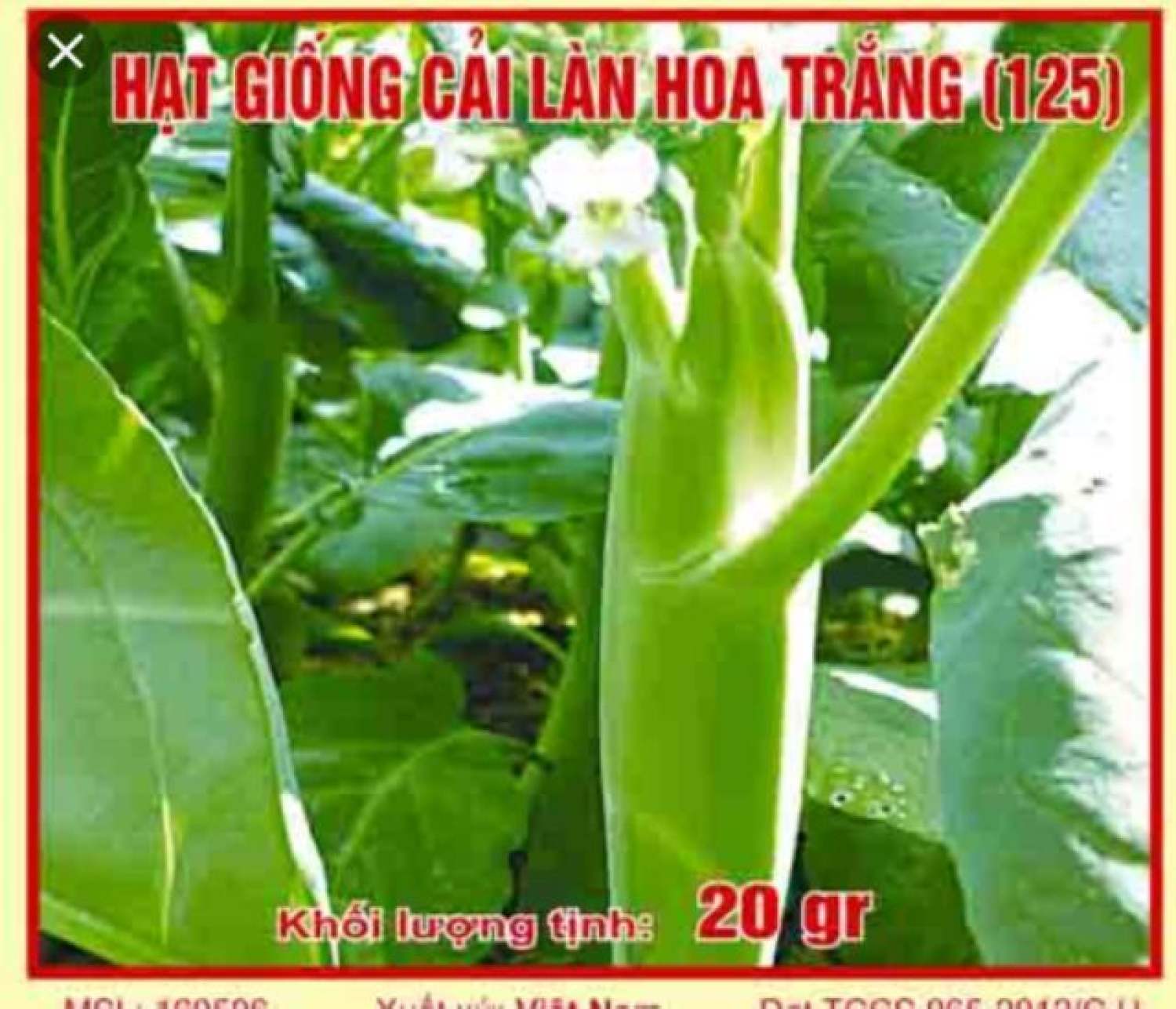 MA97 GÓI 50 Hạt giống cải rổ(cải làn)