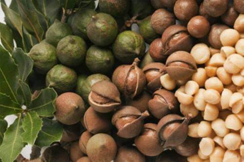 : Macca (Macadamia) Đà Lạt( 1kg )