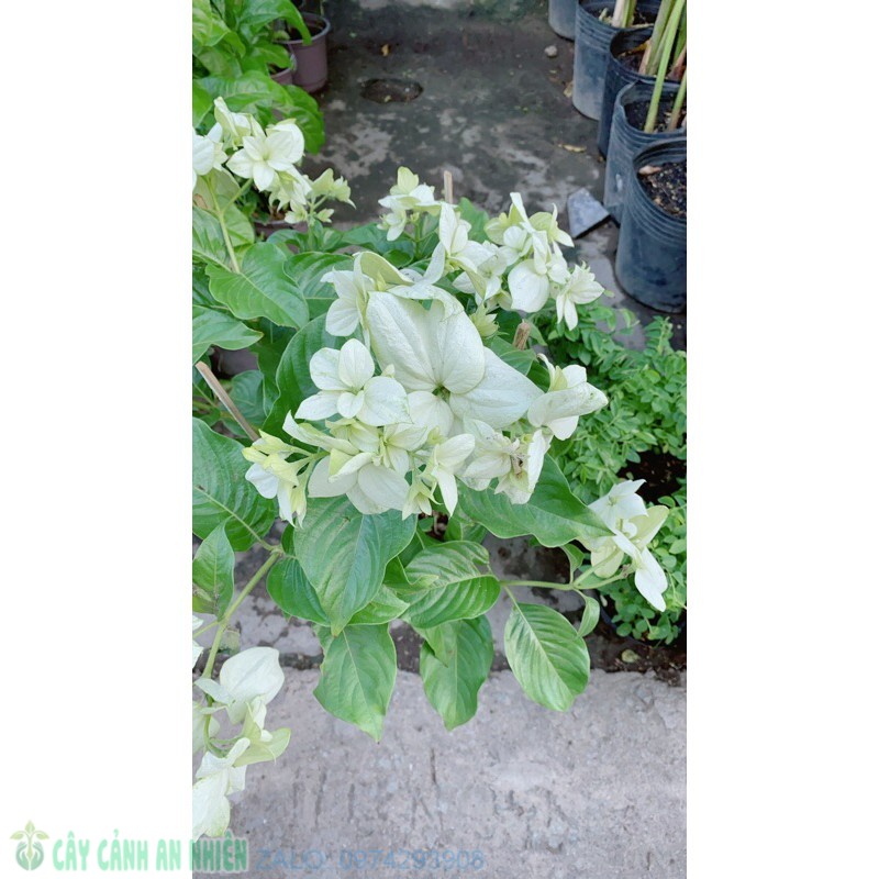 Cây hoa én trắng lớn