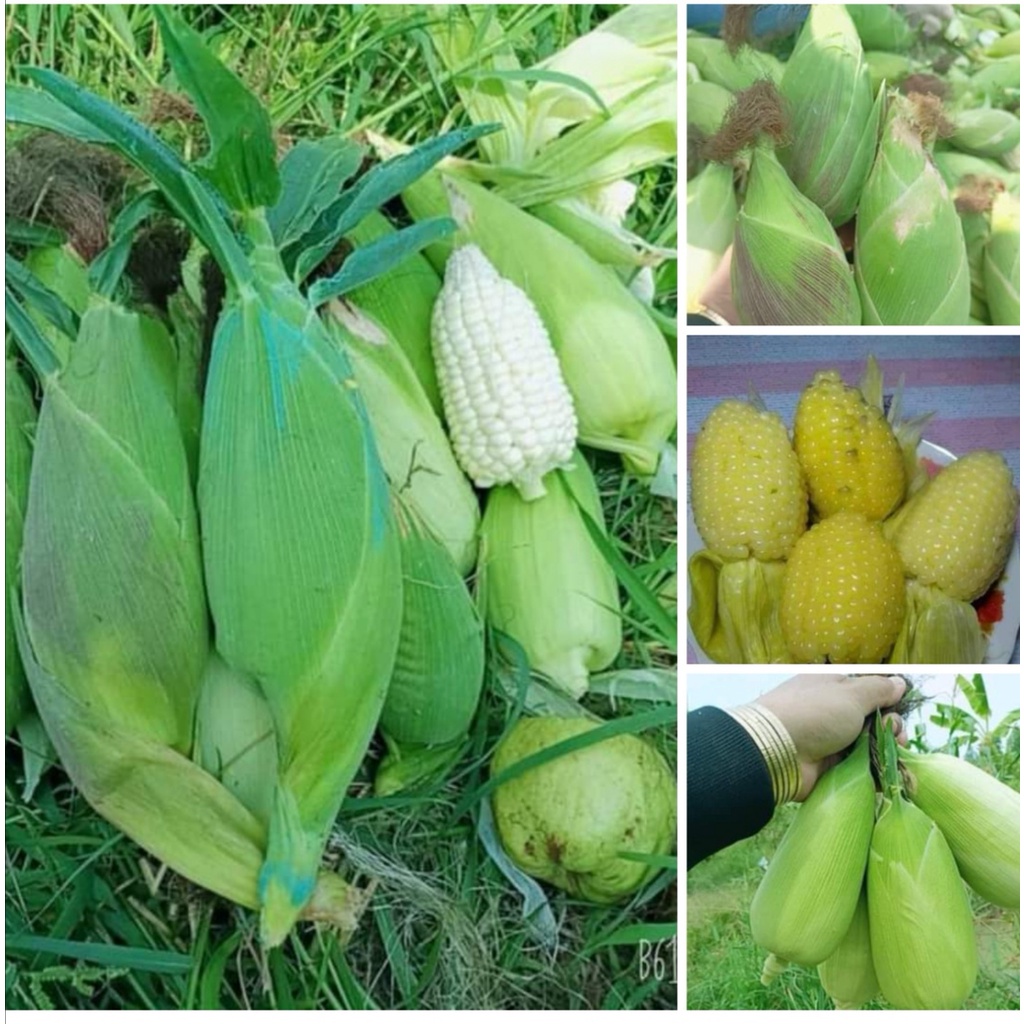 Hạt giống bắp nếp nù ,ngô nếp nù(100gr)