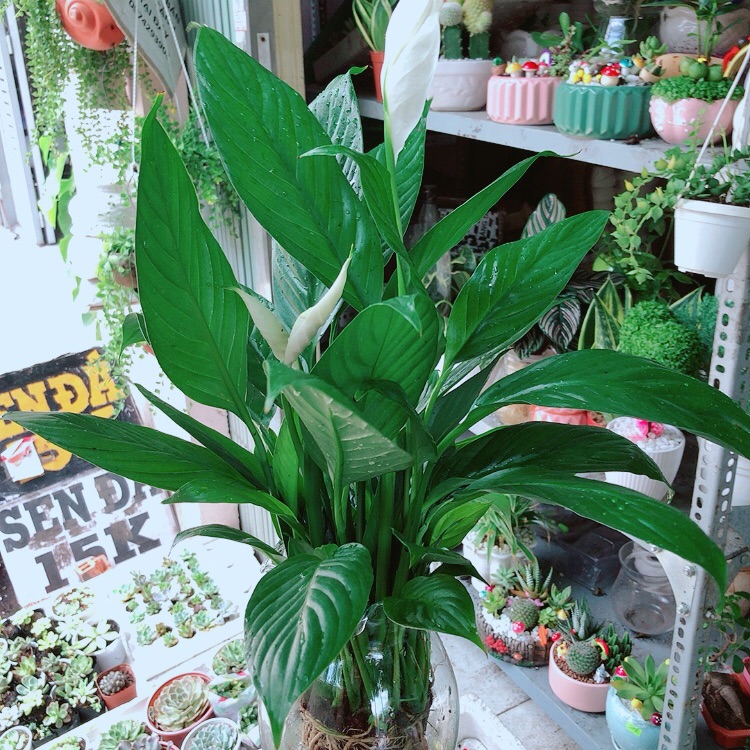 Chậu lan ý thuỷ sinh