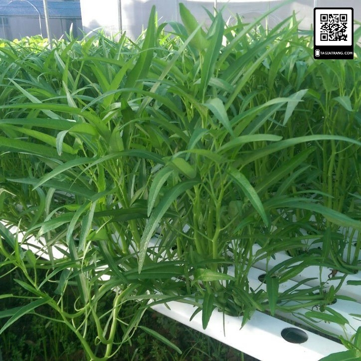 Hạt giống rau muống Thái Lan 50g