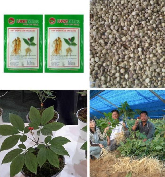 "Gói 5 Hạt " Hạt giống nhân sâm hàn quốc 5 hạt