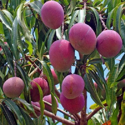 Cây Xoài Úc Giống (ghép siêu sớm) (cây giống bảo hành )