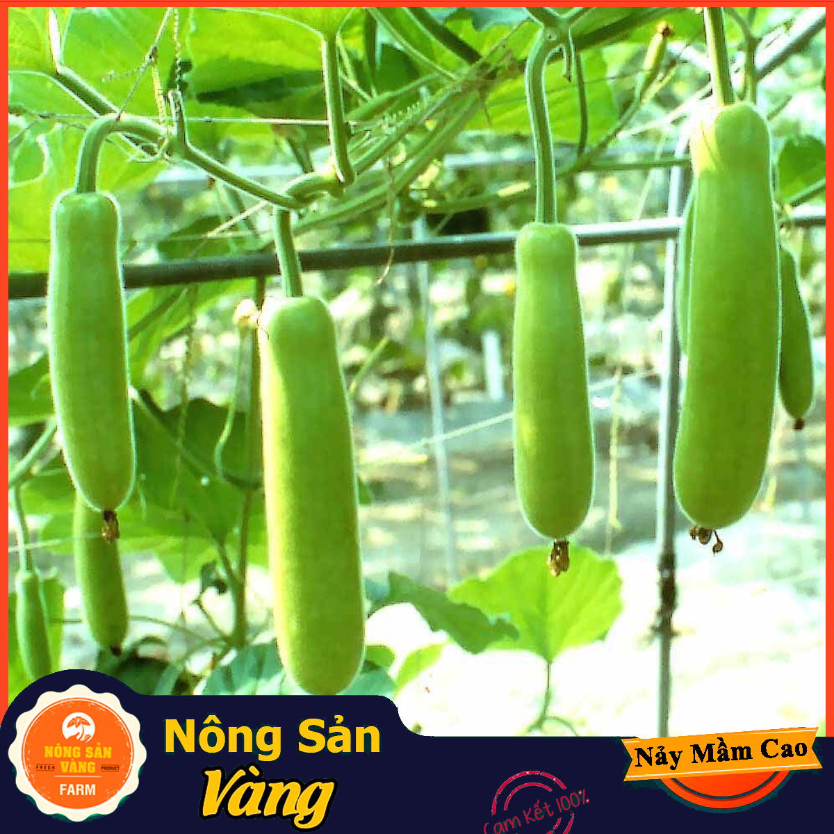 Monolithic beads gourd seeds -shallow yellow